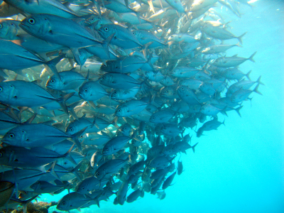 Sipadan Island3