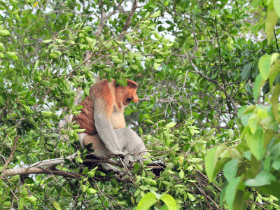 Klias Wetland