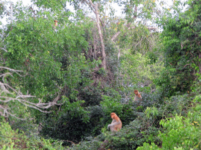 Klias Wetland3