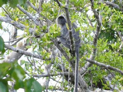 Klias Wetland5