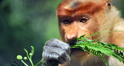 proboscis monkey